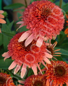 Echinacea 'Coral Reef'